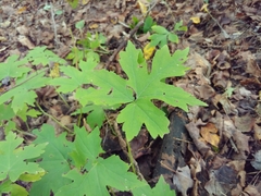 Hydrophyllum canadense