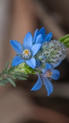 Philotheca nodiflora