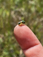 Augochloropsis metallica