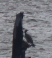 Phalacrocorax