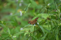 Coladenia indrani