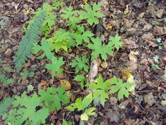 Hydrophyllum canadense