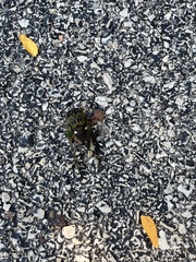 Neotibicen pruinosus