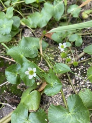Caltha natans