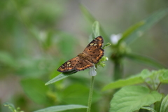 Coladenia indrani