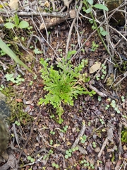 Selaginella lepidophylla