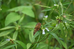 Coladenia indrani