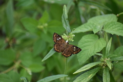 Coladenia indrani