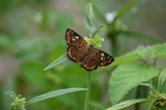 Coladenia indrani
