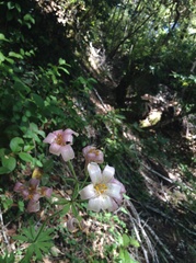 Lilium rubescens