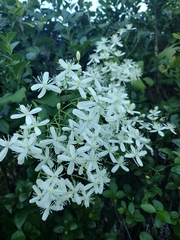 Clematis flammula