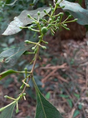 Oleaceae