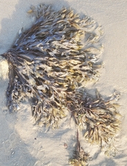 Fucus distichus