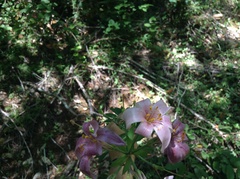Lilium rubescens