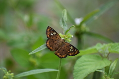 Coladenia indrani