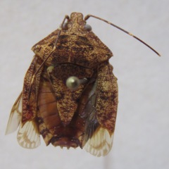 Pentatomidae