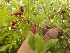 Plagiotrochus quercusilicis