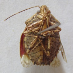Pentatomidae