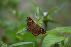 Coladenia indrani