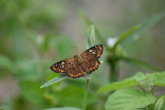 Coladenia indrani