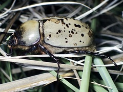 Dynastes grantii