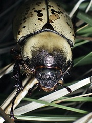 Dynastes grantii