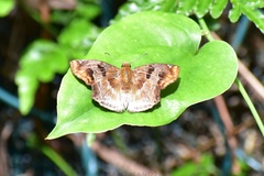 Odontoptilum angulata