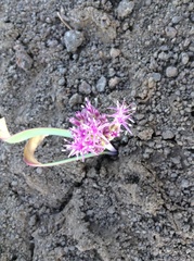 Allium platycaule
