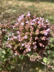 Origanum vulgare