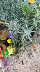 Lavandula angustifolia