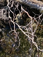 Rana boylii