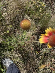 Gaillardia
