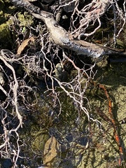 Rana boylii