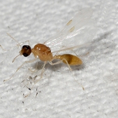 Temnothorax