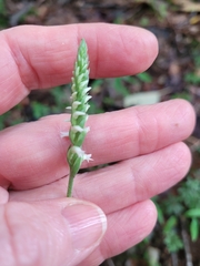 Spiranthes ovalis erostellata