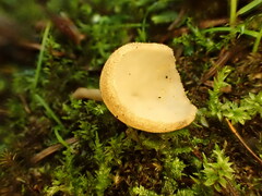 Helvella macropus