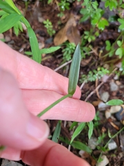 Spiranthes ovalis erostellata