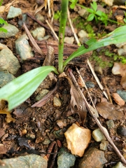 Spiranthes ovalis erostellata