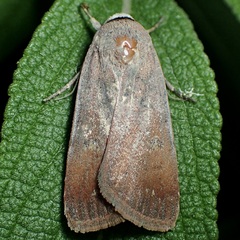 Anicla biformata