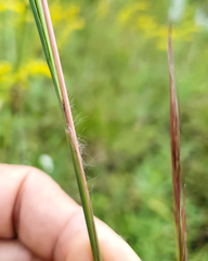 Andropogon virginicus