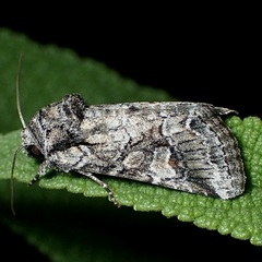 Lacinipolia rodora