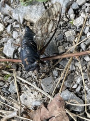Neotibicen lyricen