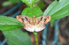 Odontoptilum angulata