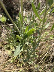 Gaillardia