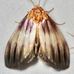 Eulithosia plesioglauca