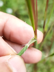 Andropogon virginicus