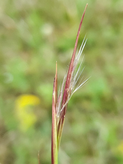 Andropogon virginicus