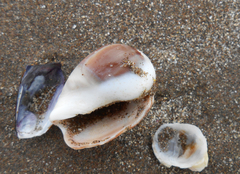 Olivancillaria deshayesiana