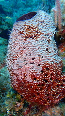 Ircinia