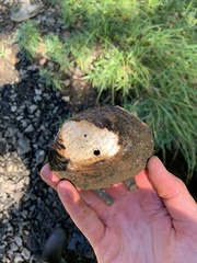 Lasmigona complanata